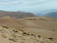 Argentina-Salta-Inca Trails Cattle Drive